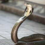 hindi-news